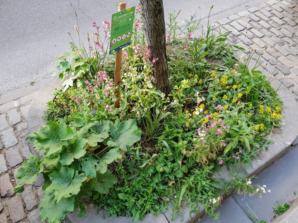 Micro-jardin